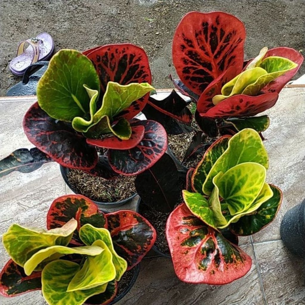 Tanaman hias puring apel - bibit pohon puring apel merah