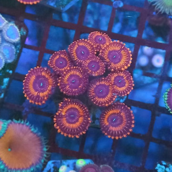zoa frag 26