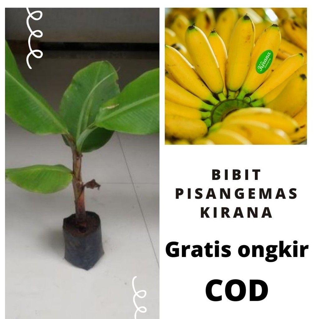 Bibit Pohon Pisang Emas Asli - Pohon Pisang Emas