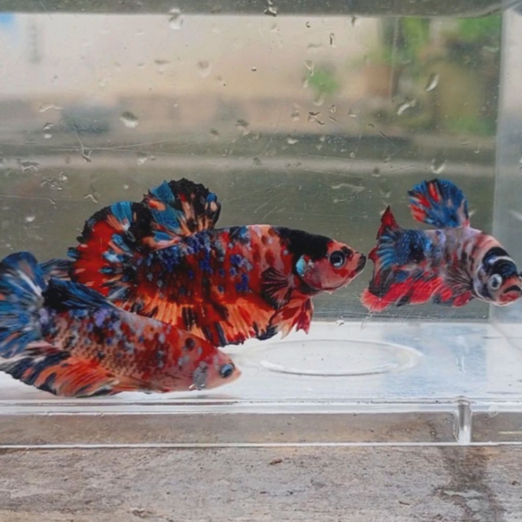 Ikan Cupang Plakat Koi Multicolour Galaxy dengan Warna Acak
