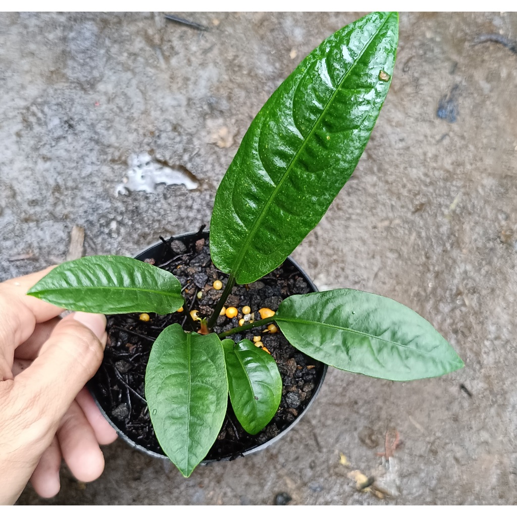 Anthurium Reflexinervium - Tanaman Hias Anthurium Reflexinerfium / Anthurium Refleksi / Anthurium Re