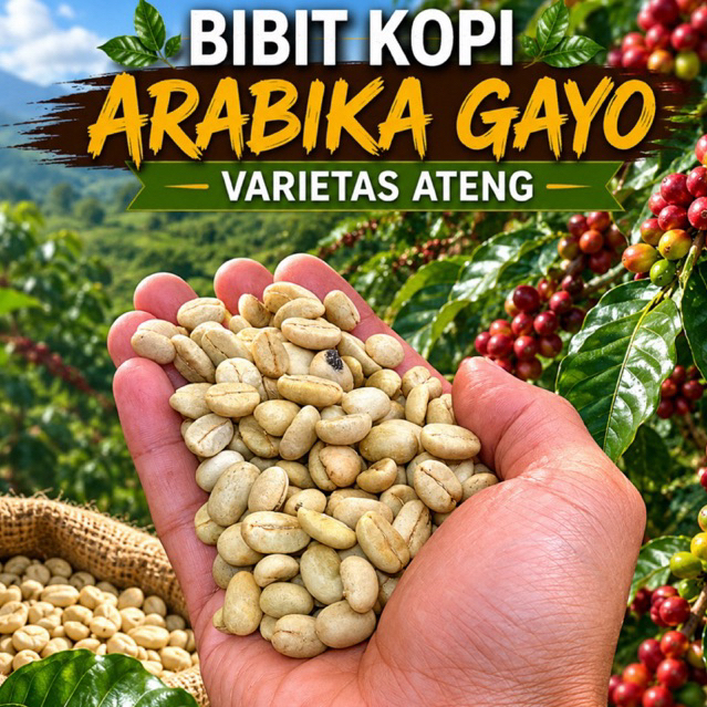 Bibit Siap Semai Kopi Arabika Gayo Biji Besar