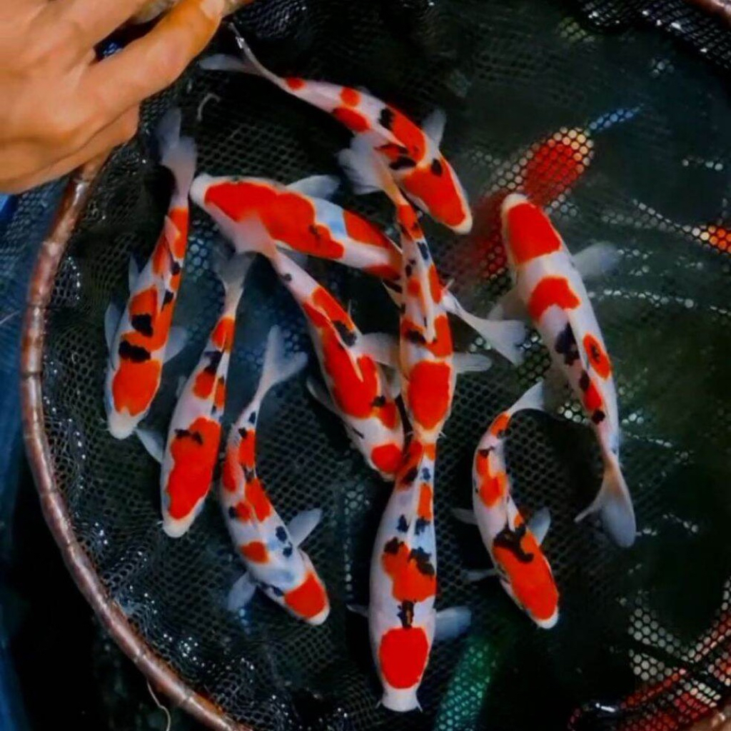 burayak 3 cm Koi KOHAKU SANKE GRED A