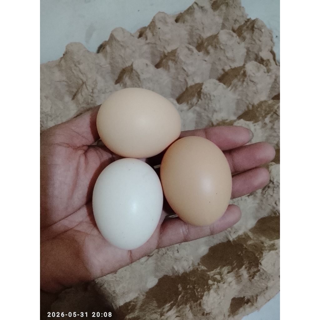 telur ayam kampung KUB
