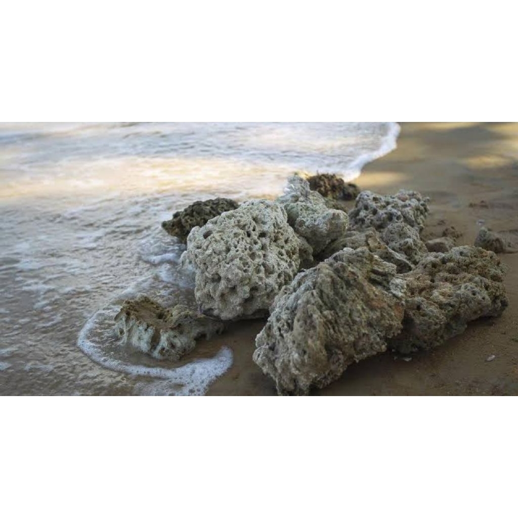 batu karang laut