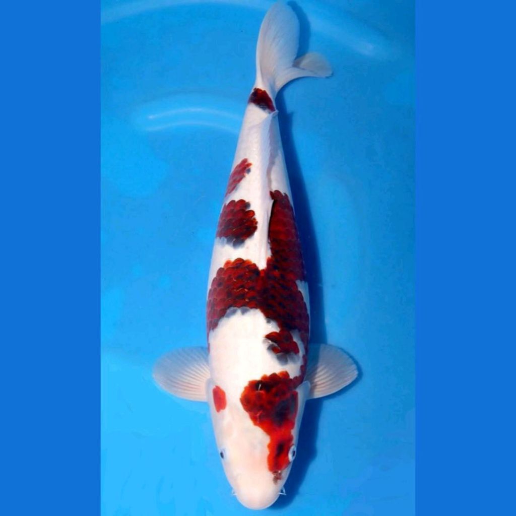 Koi Goromo Premium 20–25cm | Koi Elegan Corak Unik
