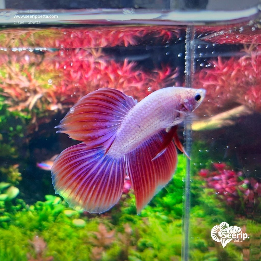 Veil Tail Red Valvet  | Seerip Betta