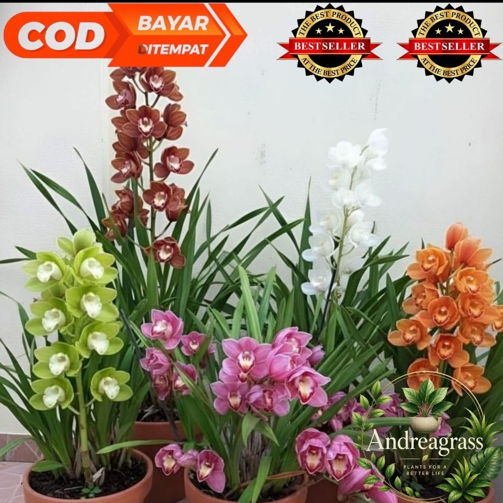 PAKET HEMAT!!! (BISA COD) 5 jenis Tanaman hias bunga anggrek cymbidum - Tanaman hidup - bunga hidup 