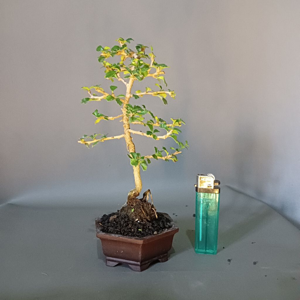 bonsai hokianti mini bonsai mini bonsai kecil siap pajang