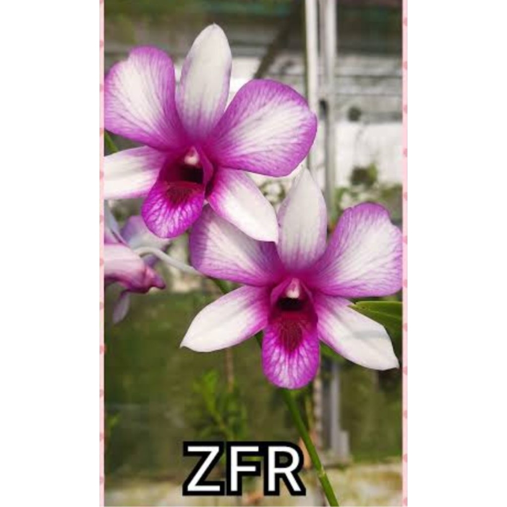 dendrobium id ZFR