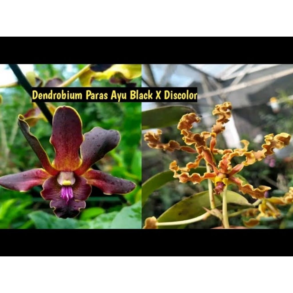 Dendrobium Batang gelap Paras Ayu Black X Discolor Remaja Siap Bunga
