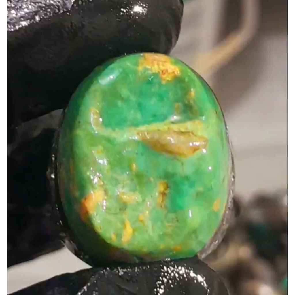 Pirus Persia Naisabur Hijau ngerikil HQ size jumbo mumbul kode hijau jumbo