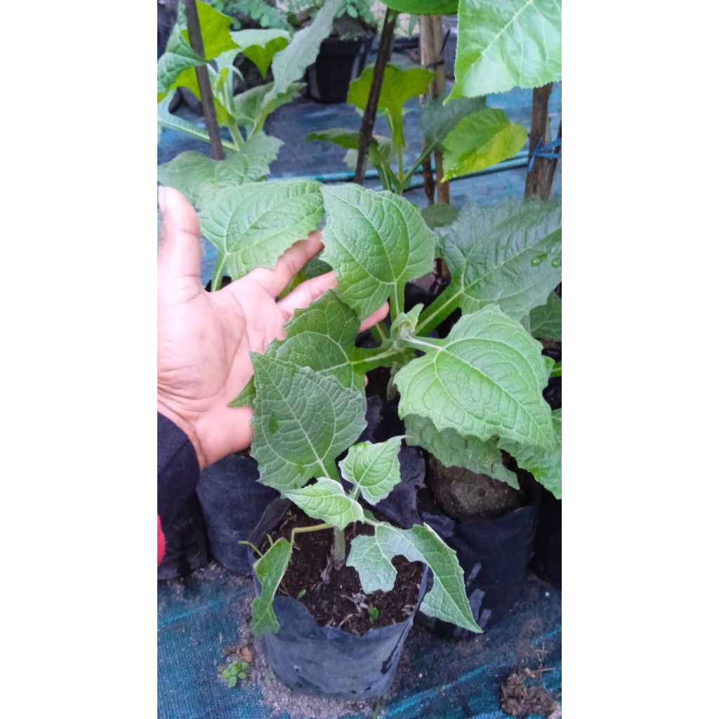 bibit UBI YAKON