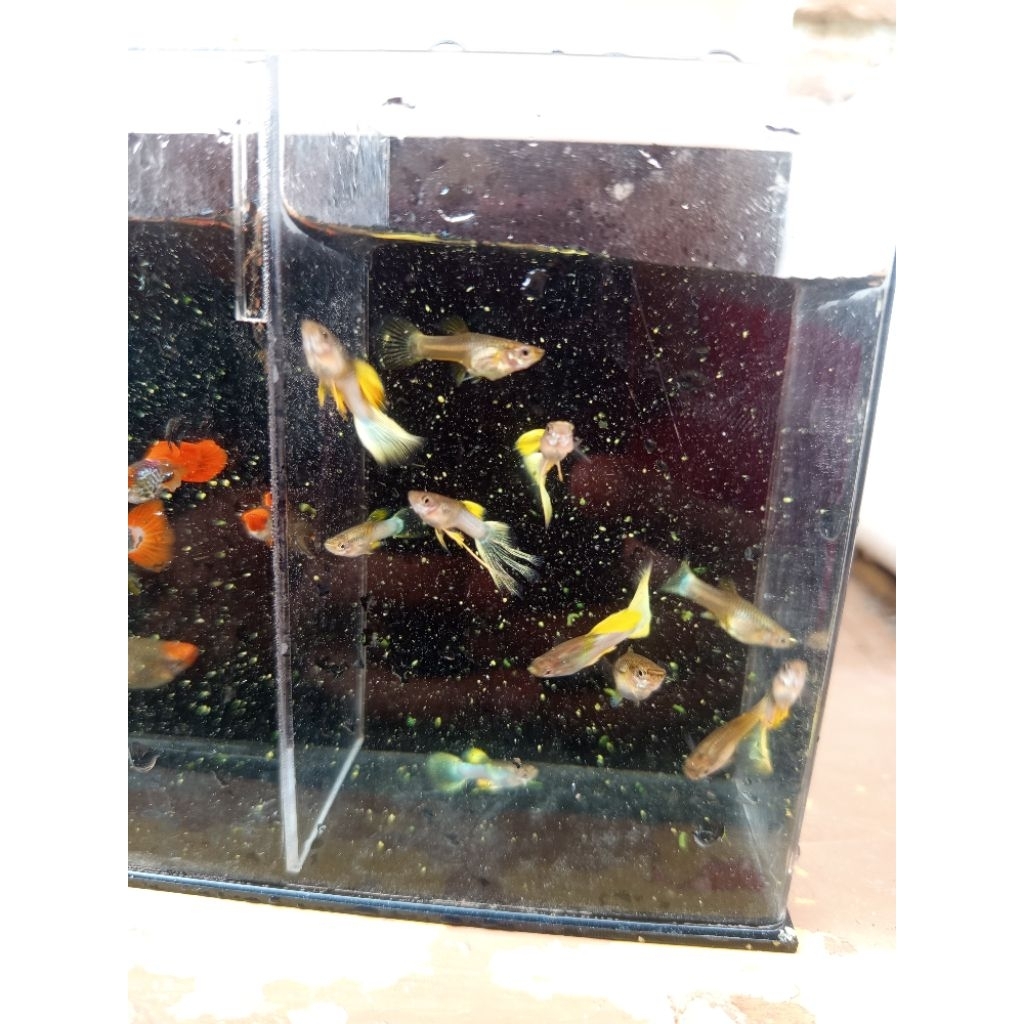 Guppy yellow pingue