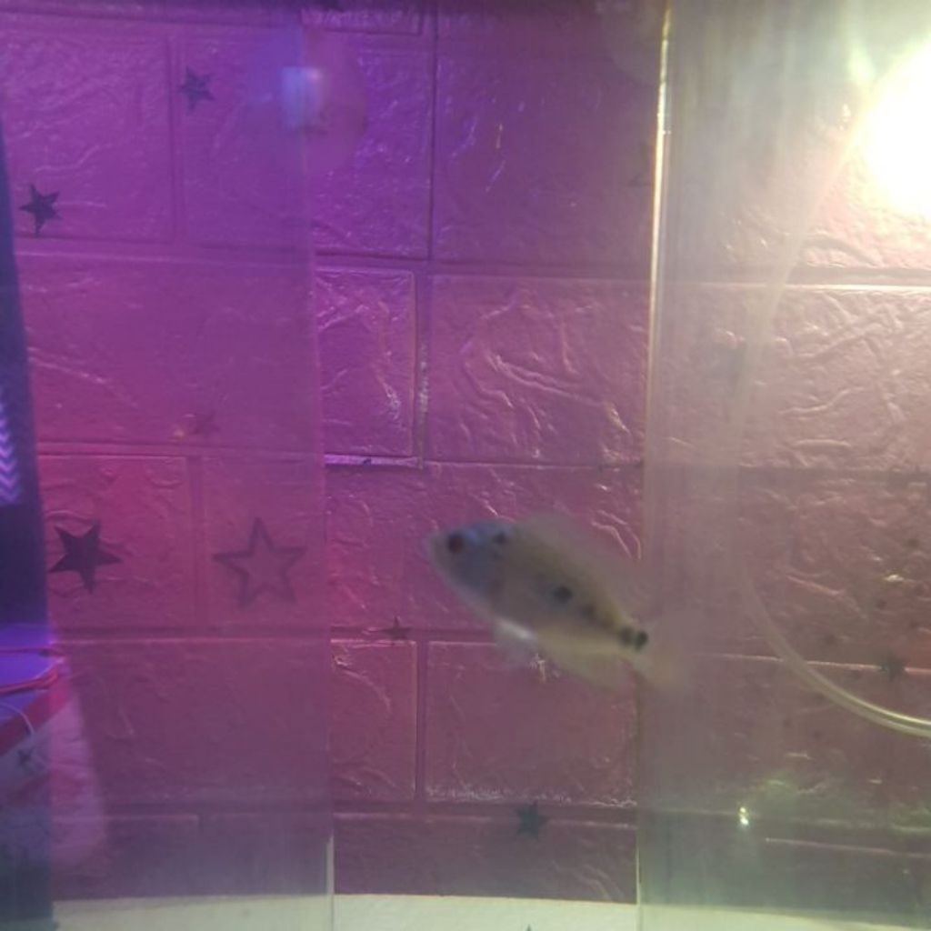 ikan louhan kamfa dan gondenbase