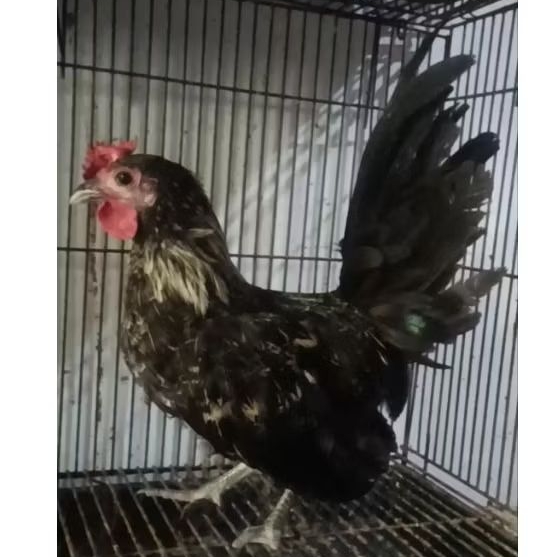ayam kate jantan muda