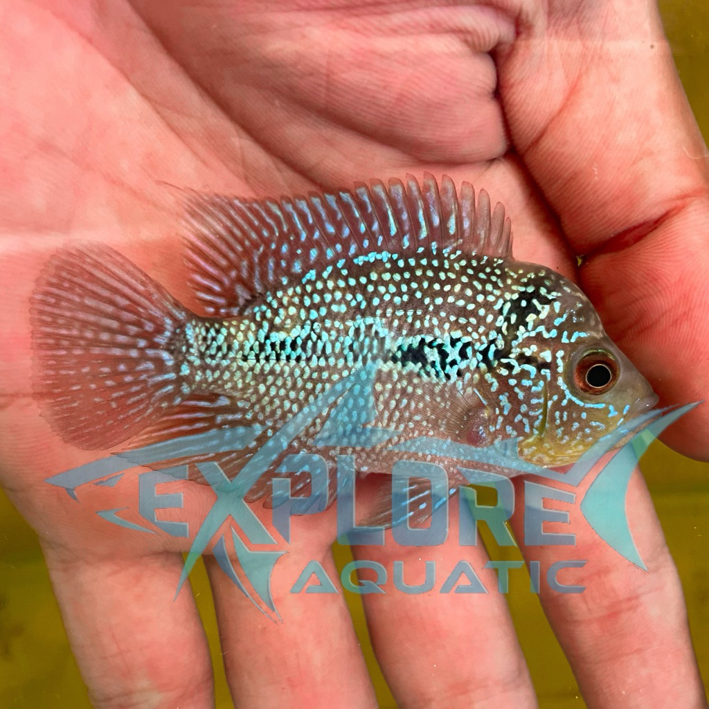 Louhan Cencu 5-7cm - Ikan Hias Aquarium