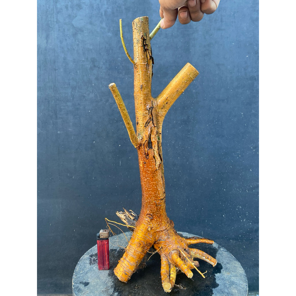 Dongkelan bahan bonsai Murbei