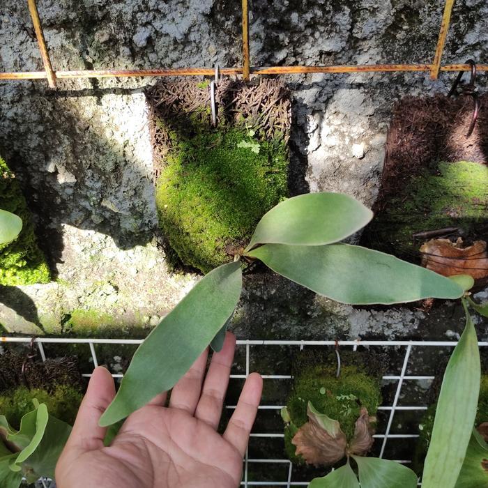 Tanaman Platycerium Blue Boy/Veitchii