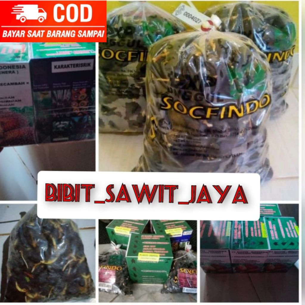 COD bibit kecambah sawit DxP SOCFINDO kualitas unggul