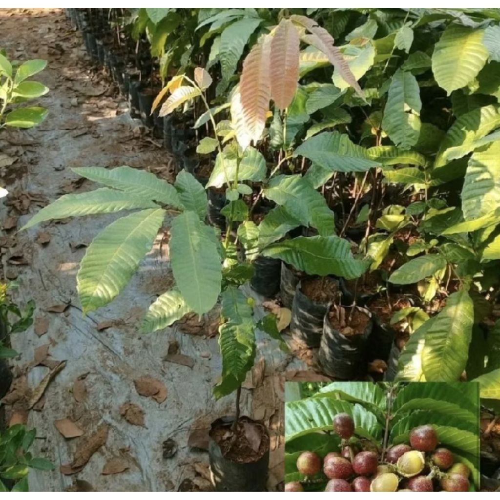 Pohon Matoa Okulasi/ Tanaman Matoa/ Bibit Pohon Matoa/ Pohon Buah Matoa