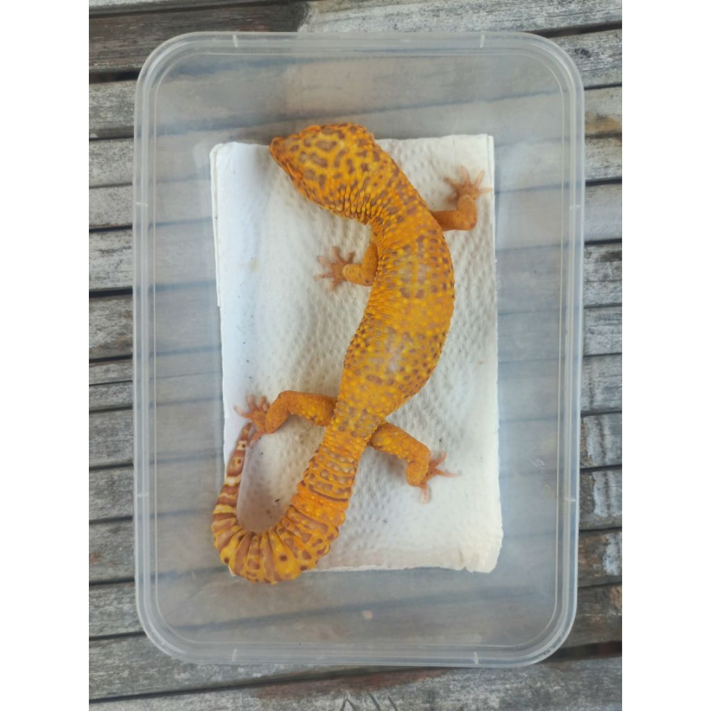 MAINAN GECKO BELL LAVENDER BESAR ADULT SESUAI FOTO