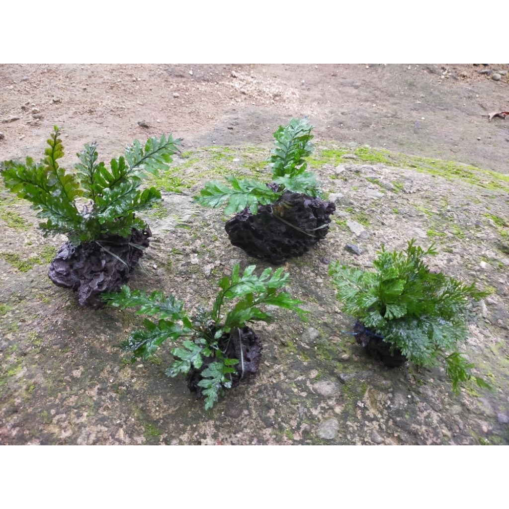 pakis air aquascape/akuarium/paludarium/terrarium