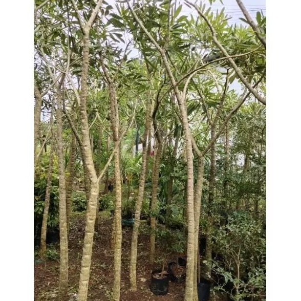 Pohon Tabebuya Bunga Kuning, Tinggi 2 meter