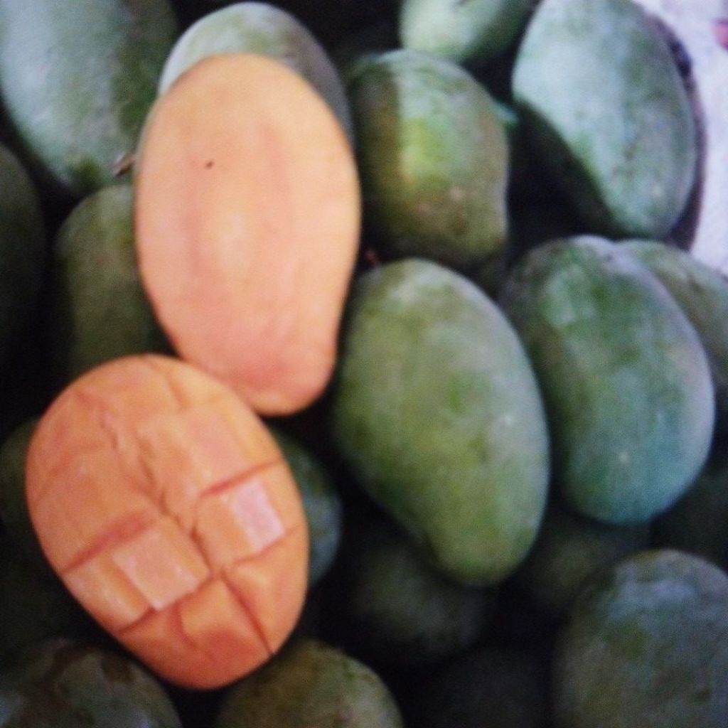 Mangga gadung 1kg