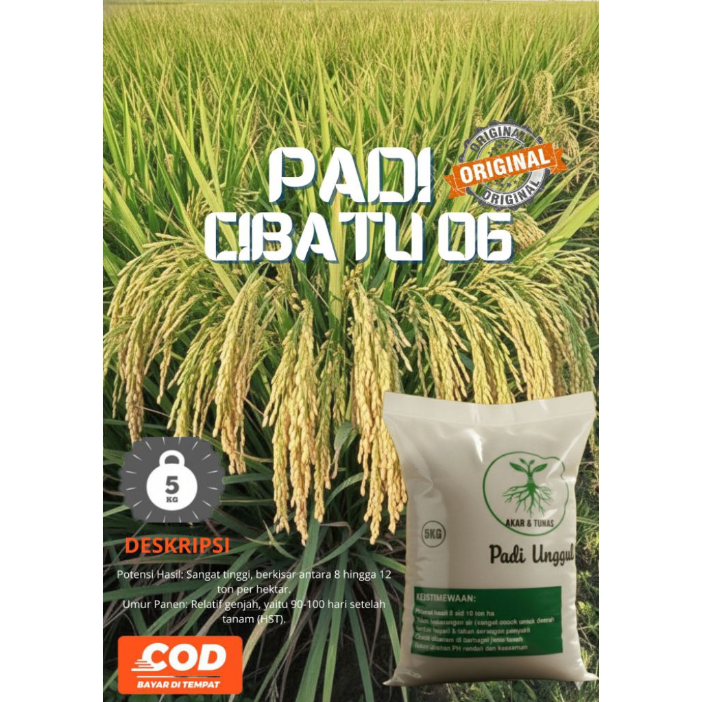 padi cibatu 06 kemasan 5kg