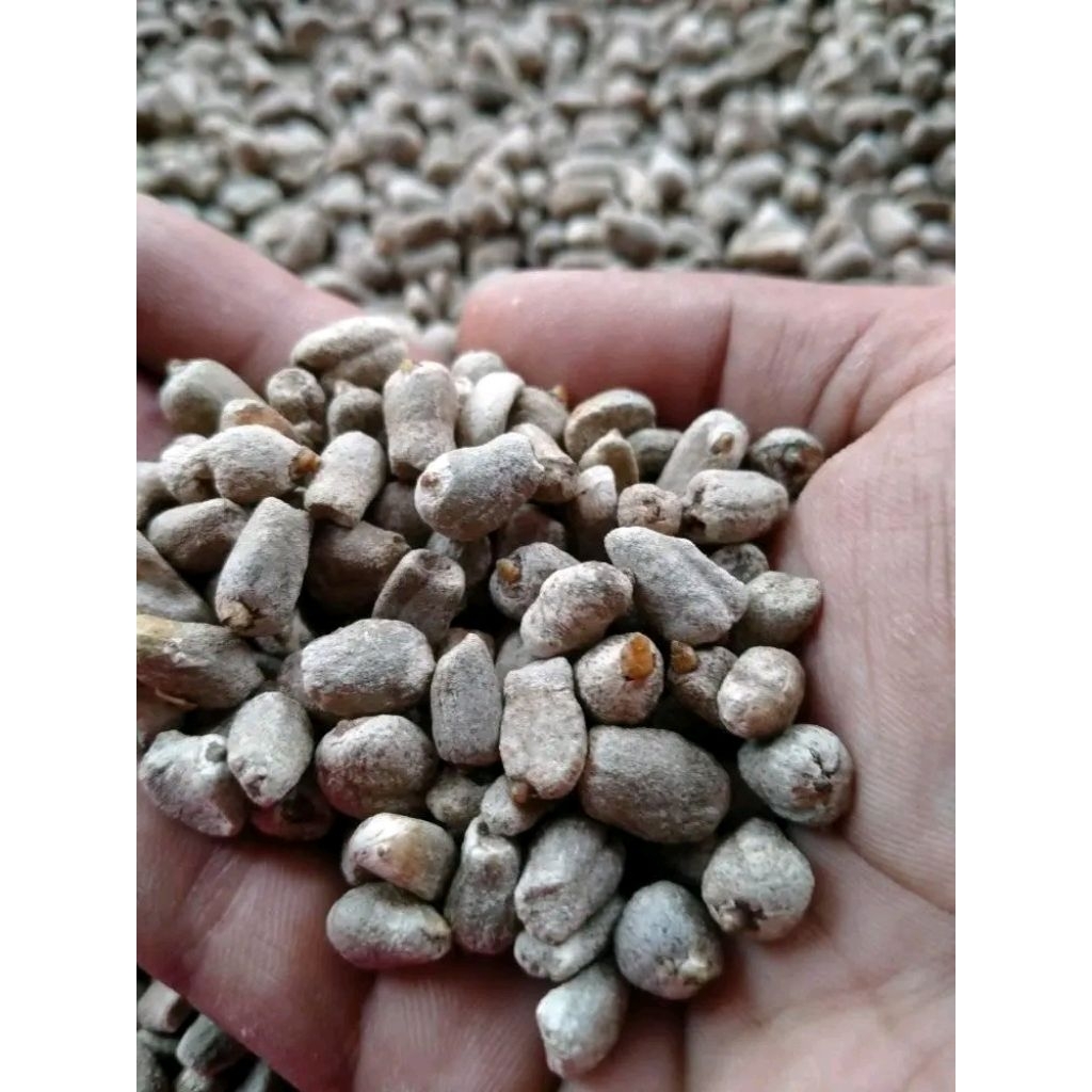 bibit spora great A (1kg) bibit porang bunga porang, katak porang, katak mini