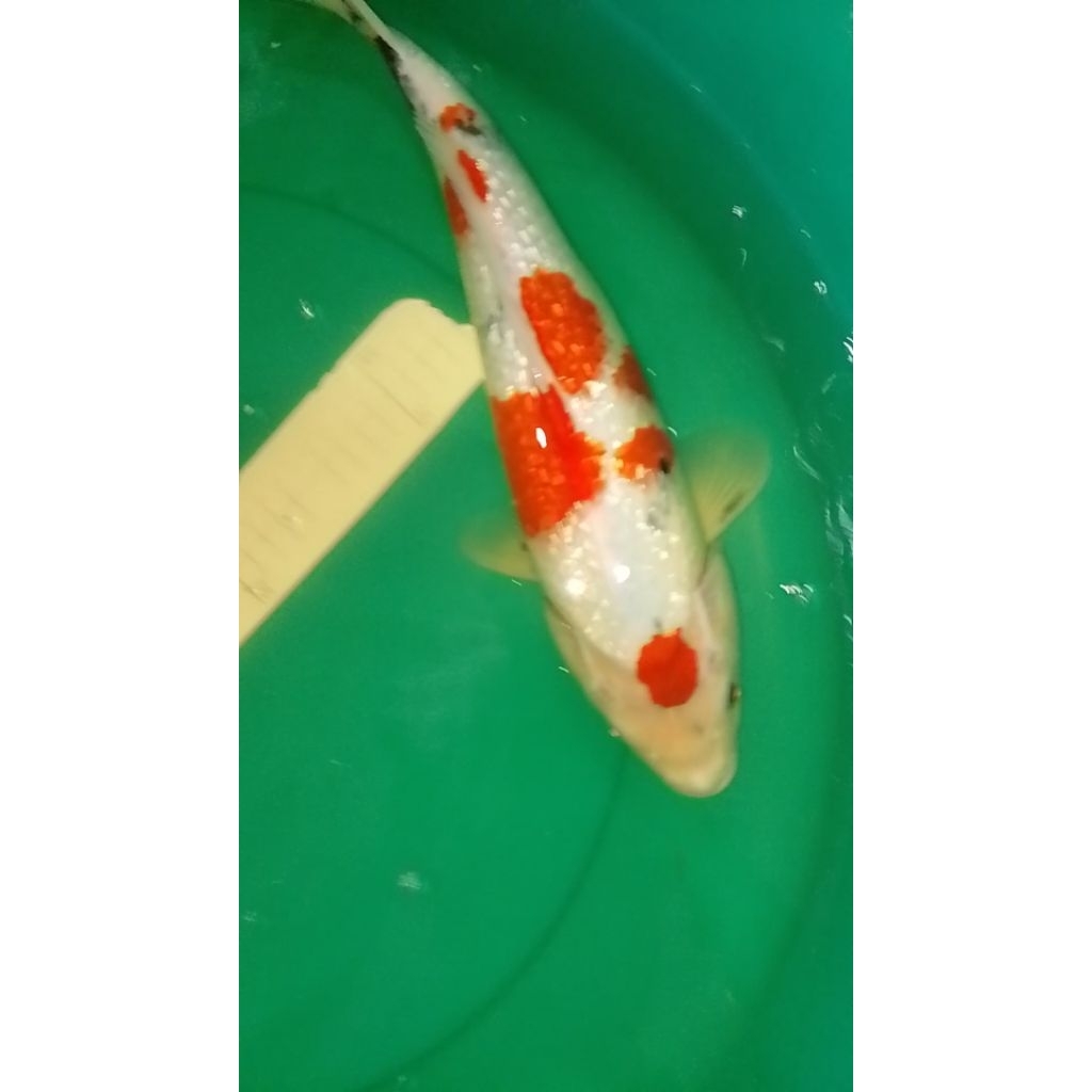 Ikan koi jenis Showa Ginrin 40cm warna merah strong