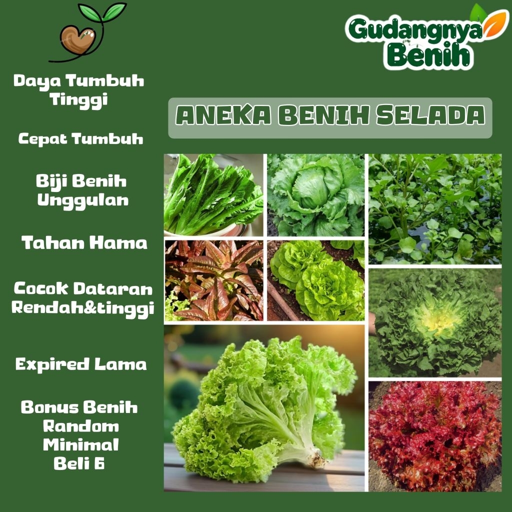 GUDANGNYA BENIH -  BIJI BENIH SELADA | SELADA KERITING | SELADA ENDIVE | SELADA WANGI | SELADA MENTE