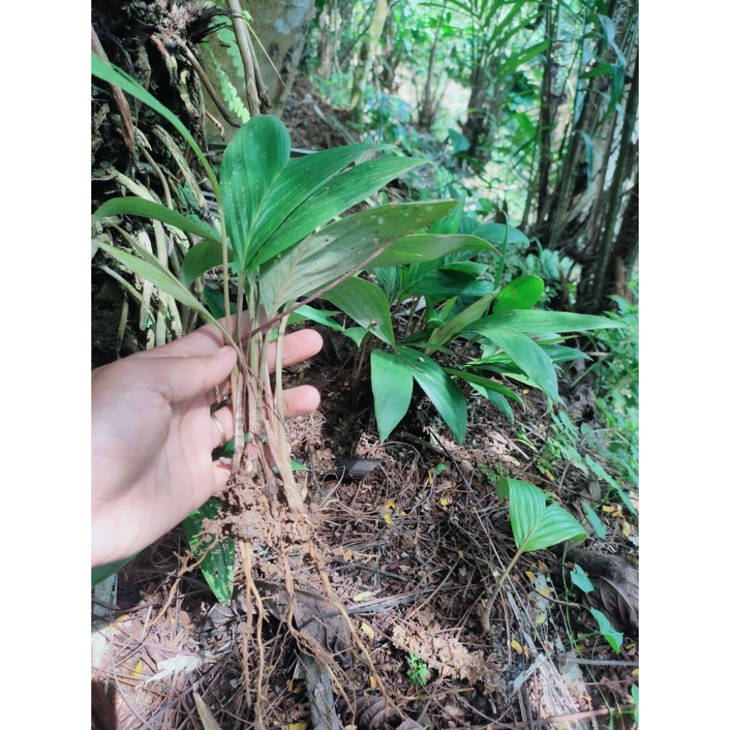 bibit salak dari biji salak pondoh