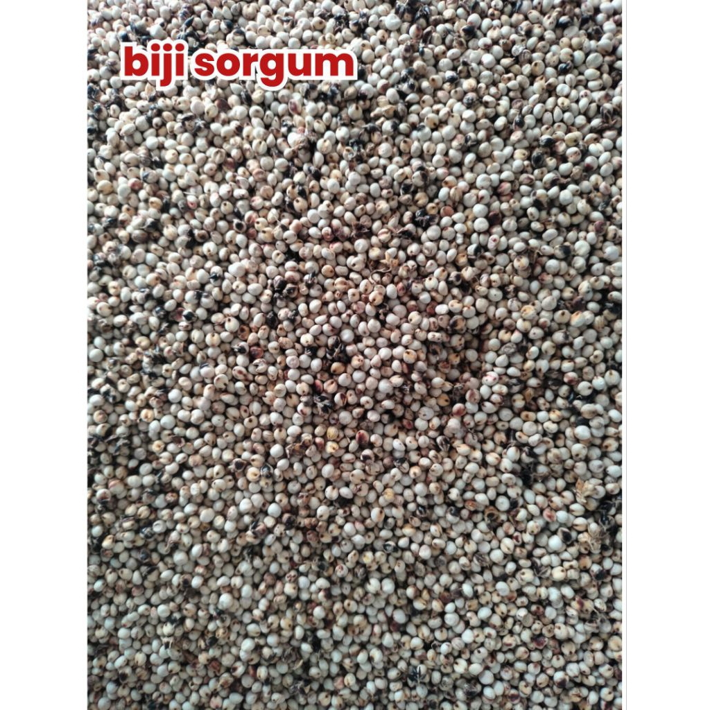 biji benih SORGUM bersih 500gr, pakan ternak unggas