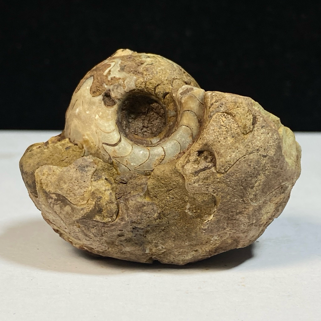 76Gr F osil Ammonite - Natural Ammonite Full Suture