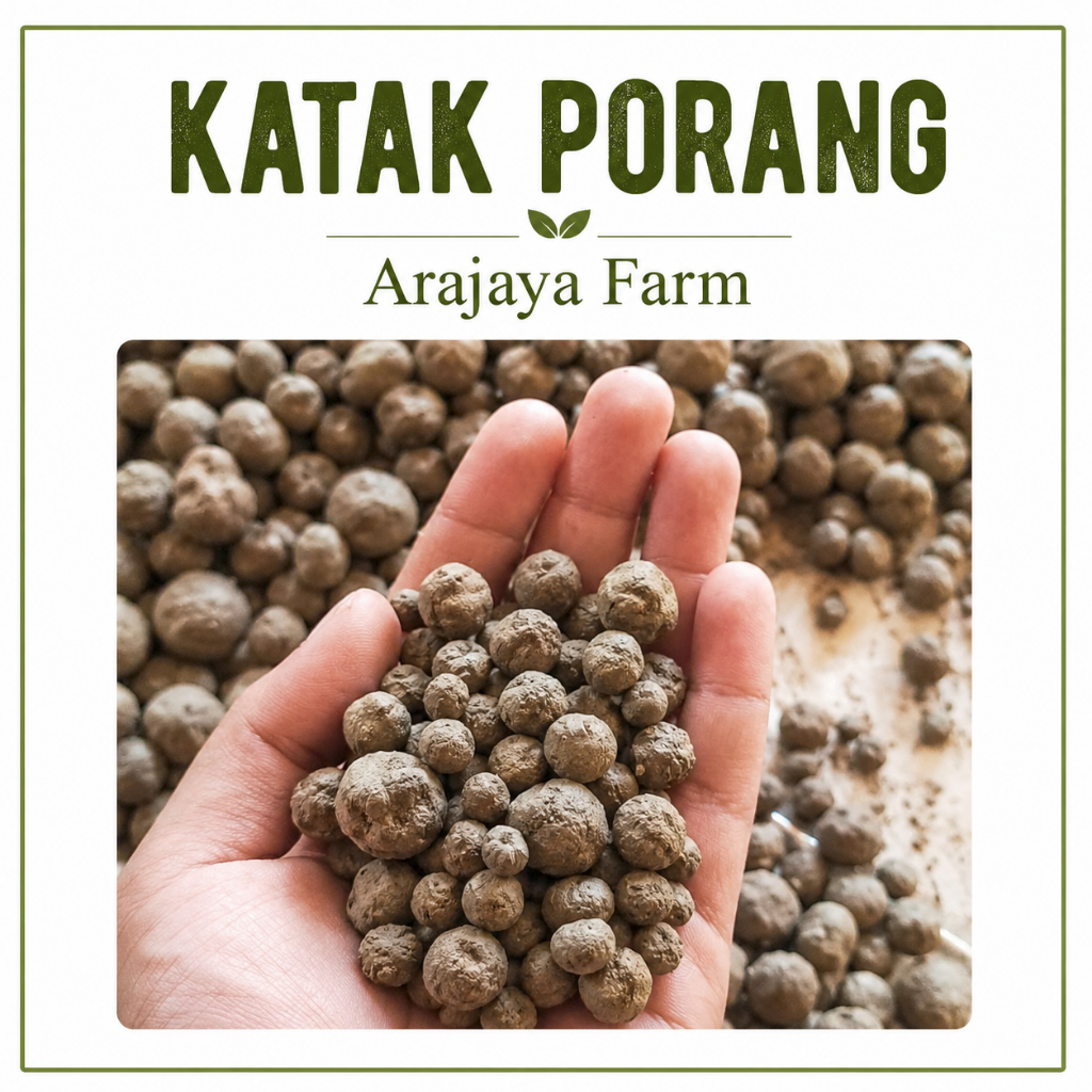 Katak Porang Super Ukuran Kecil Per Biji | Bibit Porang Berkualitas Pilihan | Benih Umbi Porang Siap