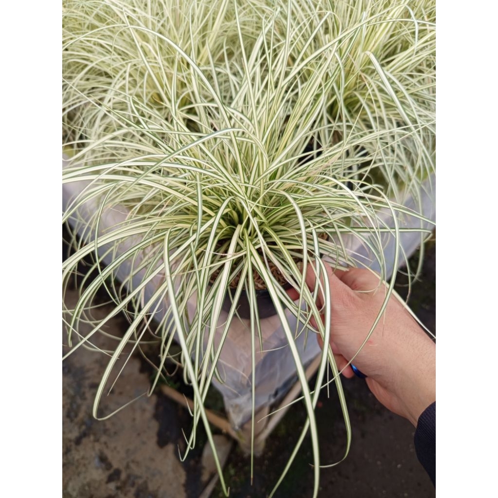 Tanaman Lili Paris Daun Kecil