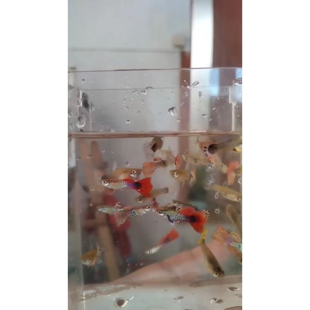 Ikan Guppy Cobra Dragon Cendolan Warna Warni Indah