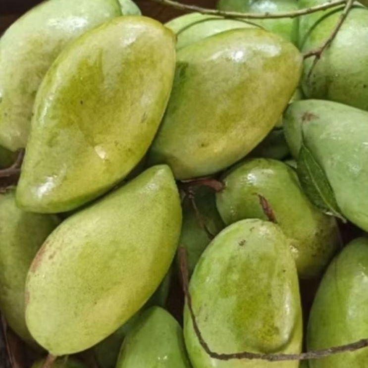 mangga muda 1 kg/ mangga rujak/ rujak/ buah mangga/buah segar