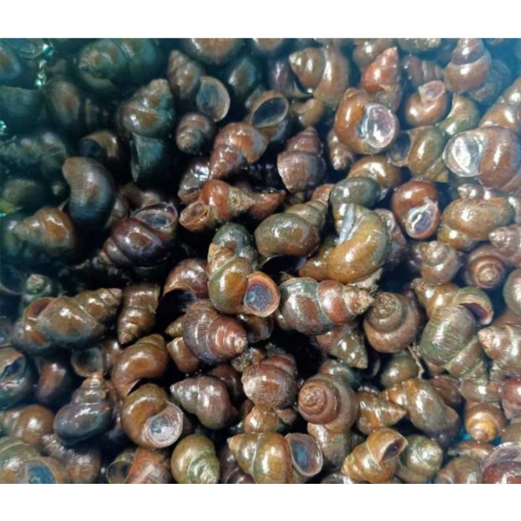 Tutut sawah hidup fresh 500 gram