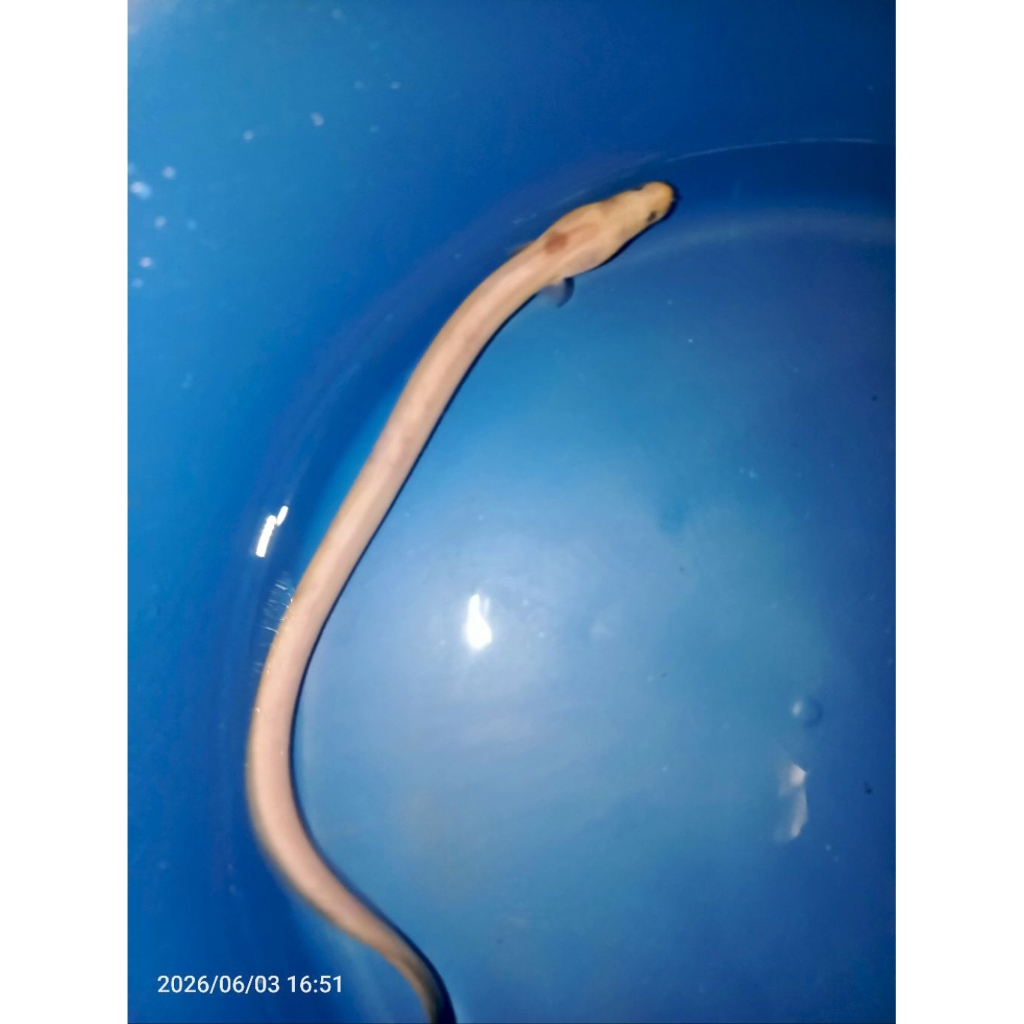 sidat unik cocok untuk hiasan aquarium
