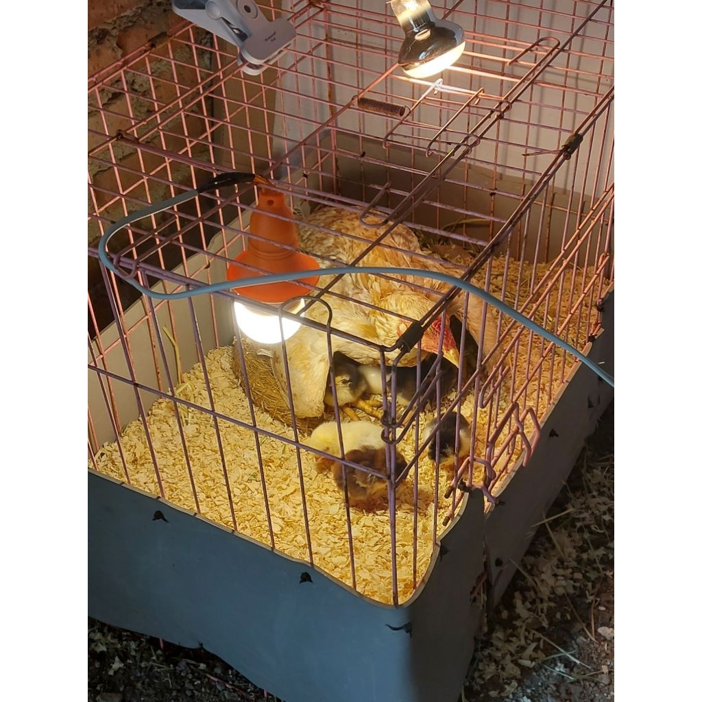 ANAK AYAM BRAZILLIAN X PAKHOY X ASWINDAM UMUR 1.5 S/D 2 BLN