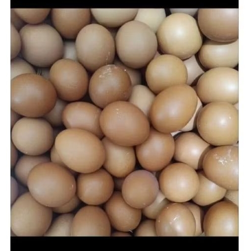 Telur ayam isi 20pcs lebih hemat packing full mika