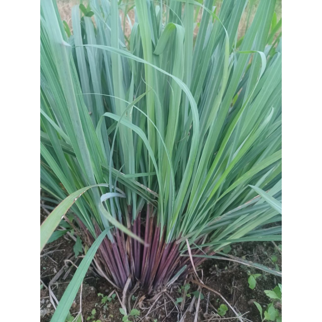 bibit serei merah