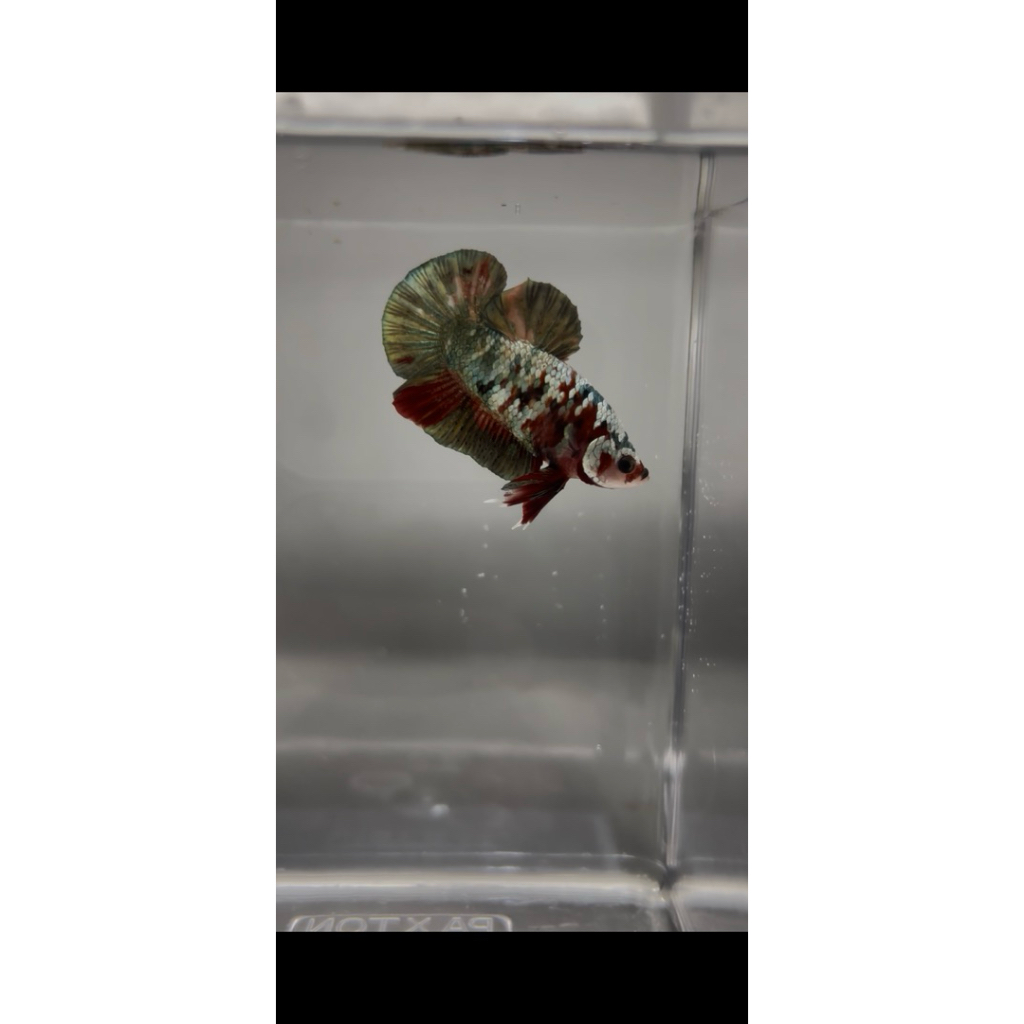red koi cooper