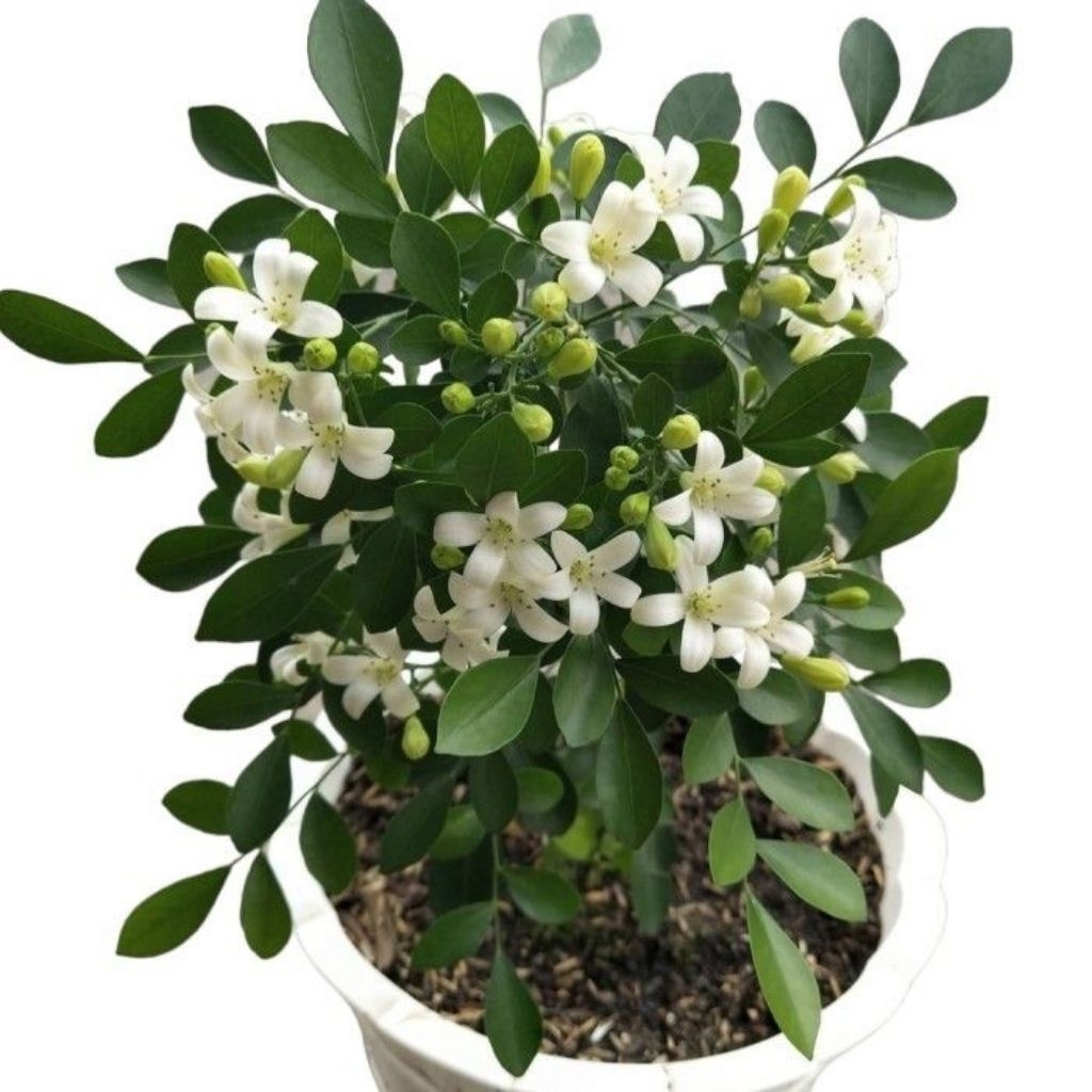 Tanaman hias kemuning/bibit bonsai kemuning