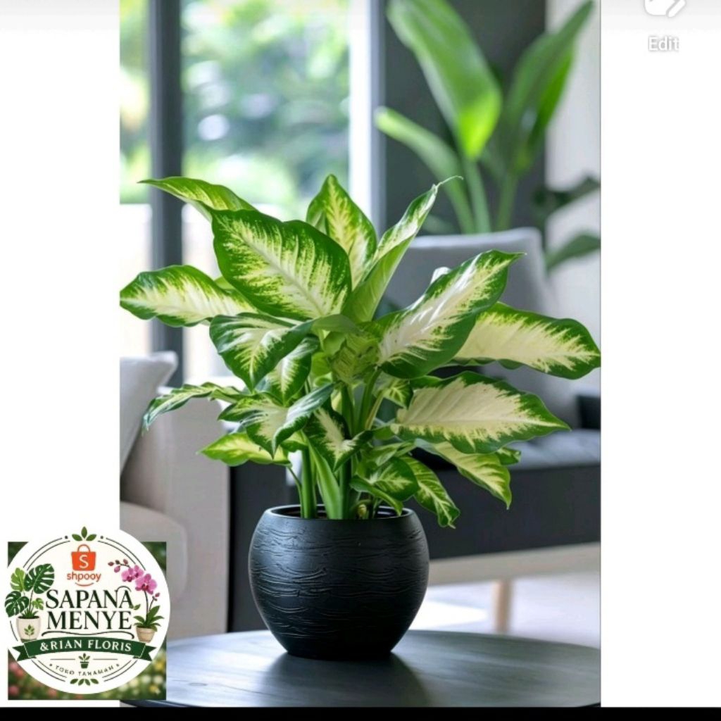 Aglonema Tisu / Aglaonema Tissue Murah Tanaman Hias Hidup Asli Daun Putih Hijau Unik Bisa Untuk Dala