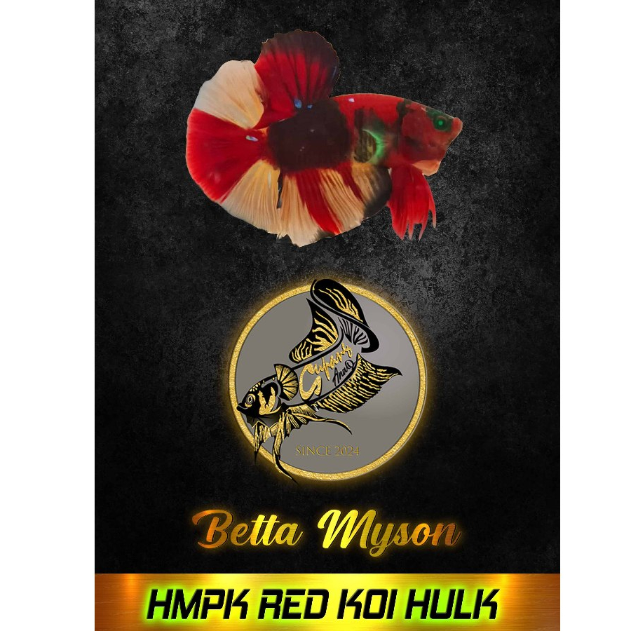 CUPANG HMPK REDKOI NEMO HULK