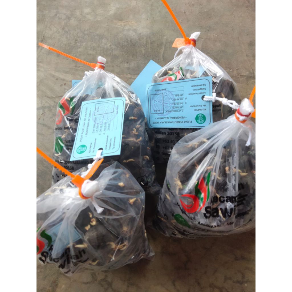 Benih kelapa sawit ppks yangambi